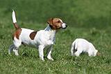 JACK RUSSEL 106